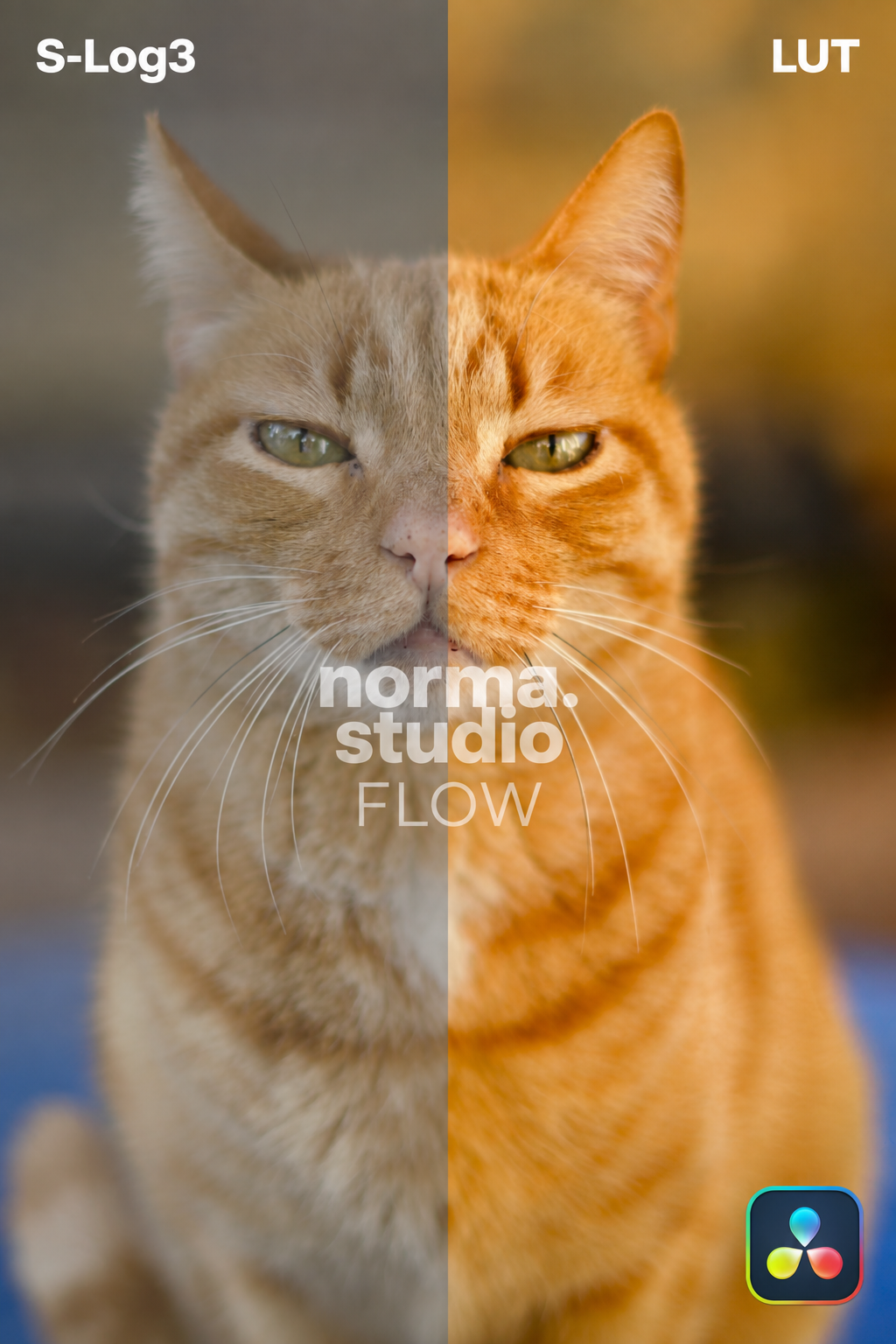 NormaStudio FLOW